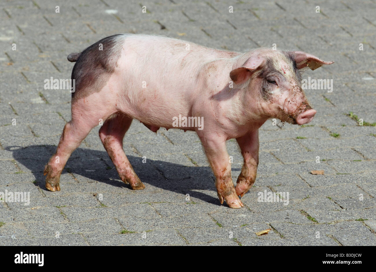 Schwaebisch Haellisches Landschwein sveva di suini di razza tedesca Foto Stock