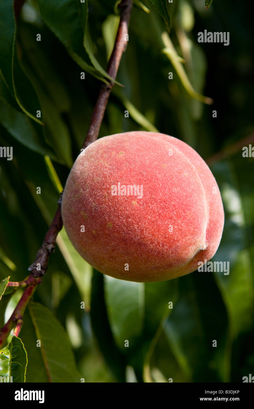 Un singolo peach cresce su una fattoria in Litcfield Connecticut USA Foto Stock