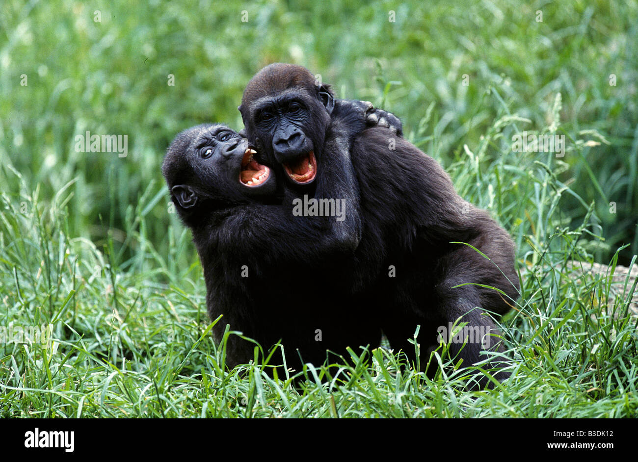Due giovani gorilla occidentale giocare Foto Stock