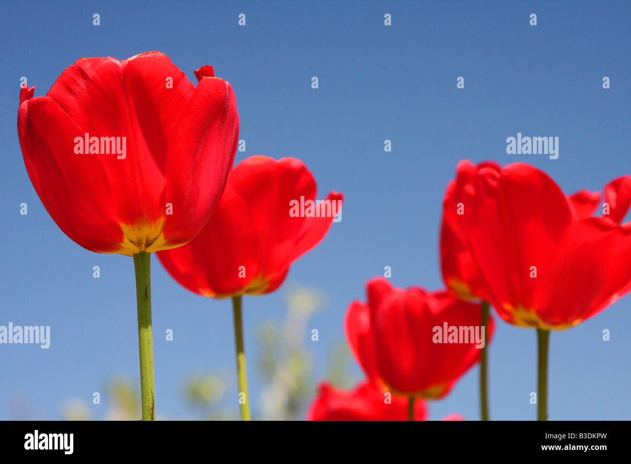 Colorati tulipani rossi contro un luminoso cielo blu Foto Stock