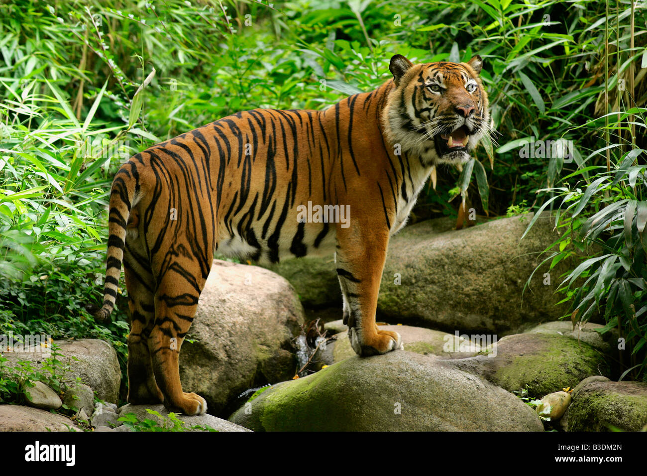 Sumatratiger Panthera tigris sumatrae tiger Foto Stock
