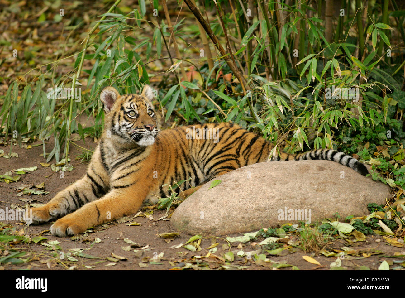 Sumatratigerjunges Panthera tigris sumatrae ruht sich aus tigre di Sumatra cub panthera tigris sumatrae appoggiata Foto Stock