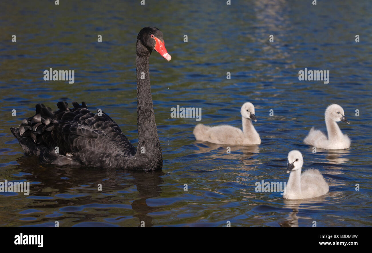Trauerschwan Schwarzer Schwan Cygnus atratus Kuecken Junges Jungtier Niederlande Black Swan youngster pulcino Foto Stock