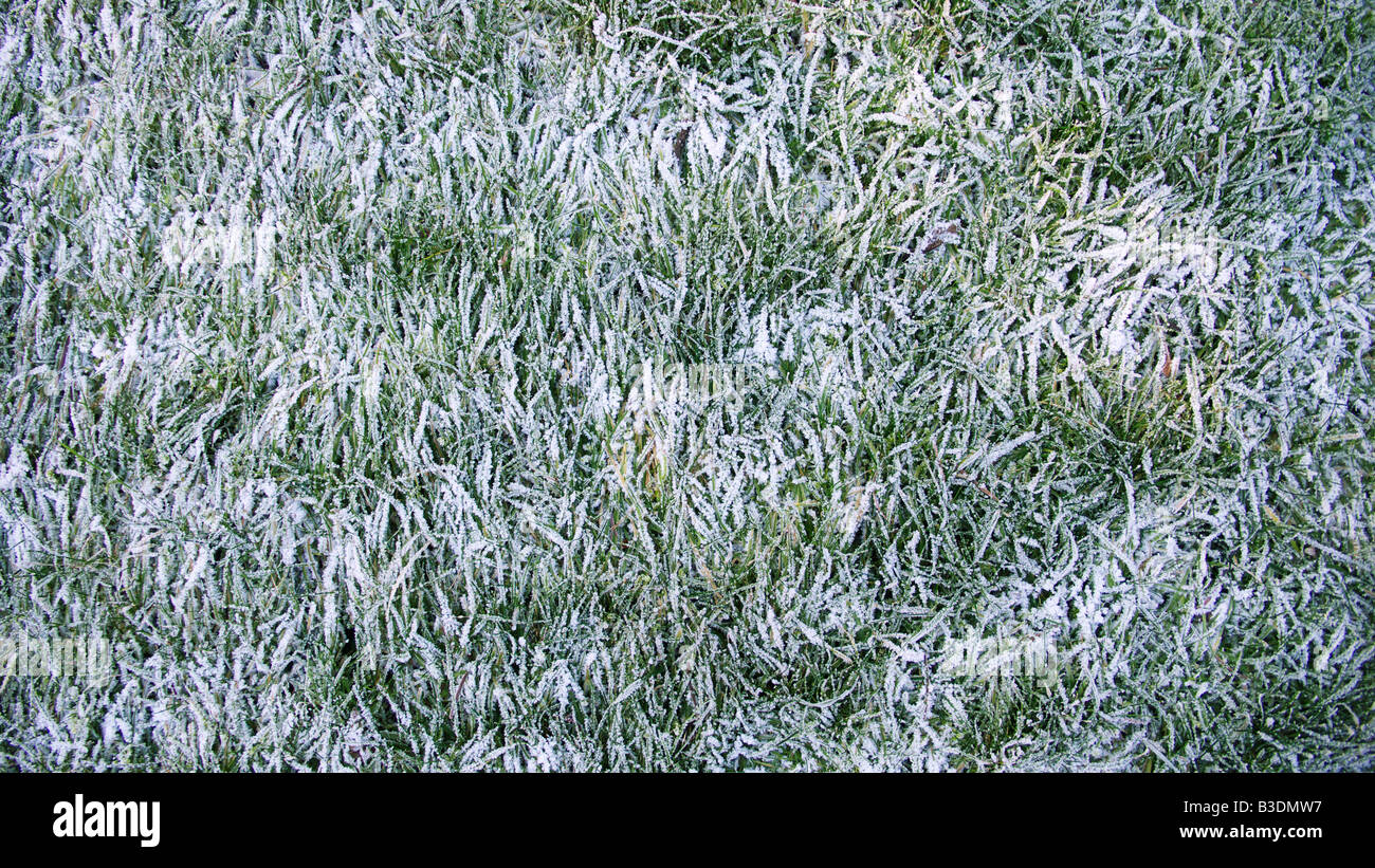 Inverno, Kaelte, Rasenflaeche bedeckt mit Rauhreif Foto Stock