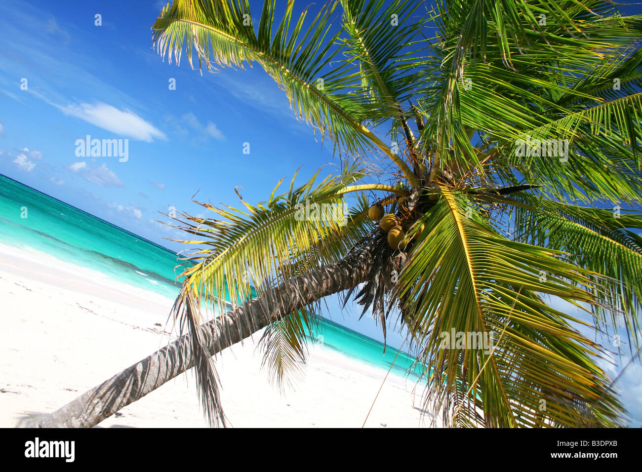 Una inclinazione Palm tree su di una spiaggia appartata in Eleuthera Bahamas. Foto Stock