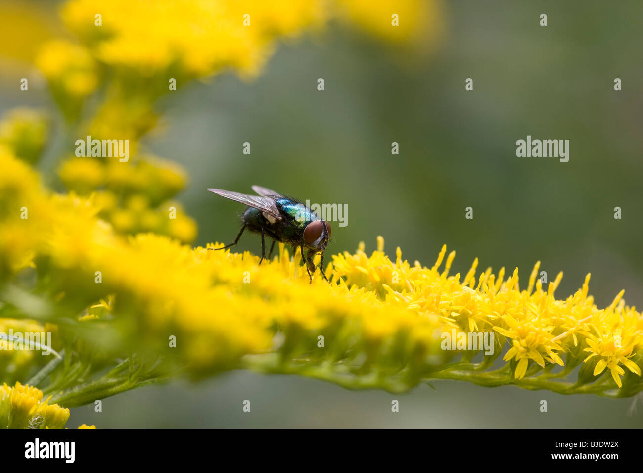 Una comune bottiglia verde fly Lucilia sericata sui fiori gialli di un oro solidago Foto Stock