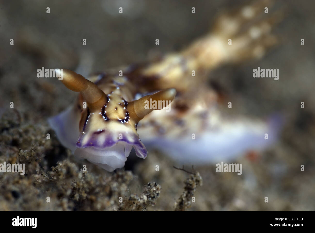 Nudibranche bianco crema con contrassegni colorati sul suo corpo e contrassegni di colore viola sui bordi sotto l'acqua Foto Stock