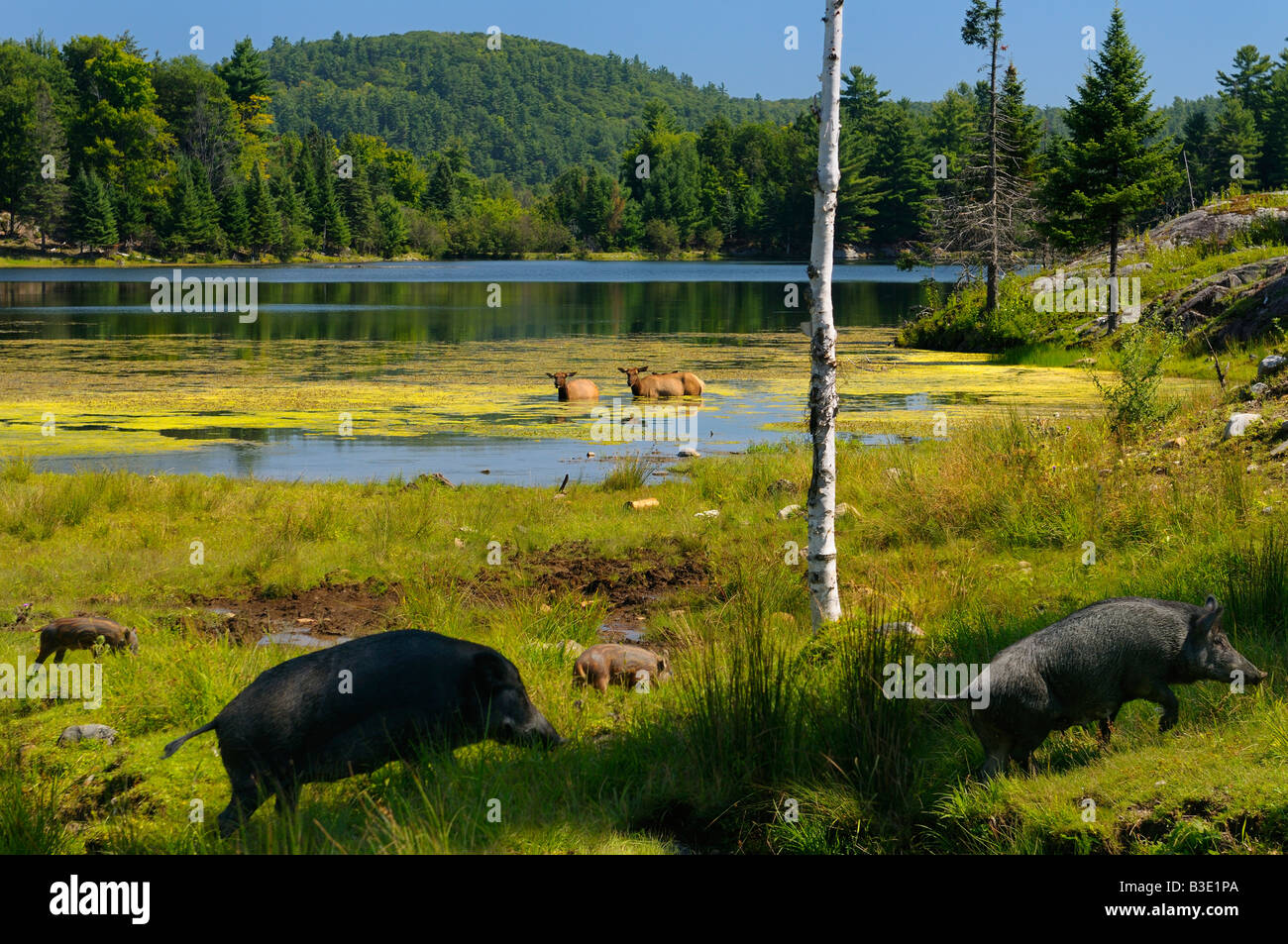 La sirena di cinghiali passando il Lago di Quebec con wading Wapiti Omega Park Quebec Foto Stock