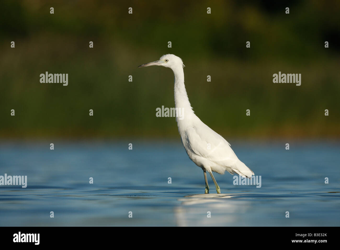 Piccolo airone cenerino Egretta caerulea New York STATI UNITI D'AMERICA Foto Stock