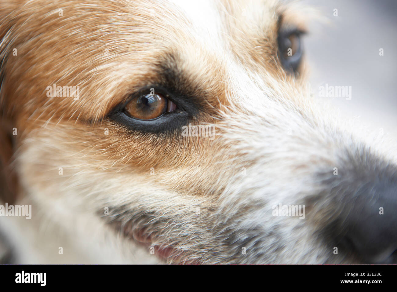 Jack Russell Terrier, close-up Foto Stock
