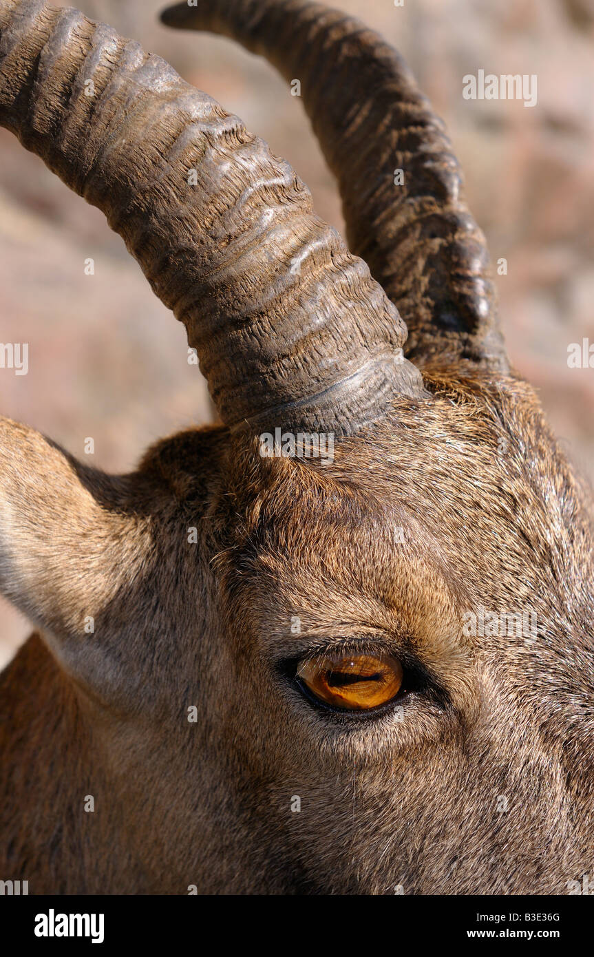 Close up dell'occhio e avvisatore acustico di un Alpine Ibex capre di montagna Foto Stock