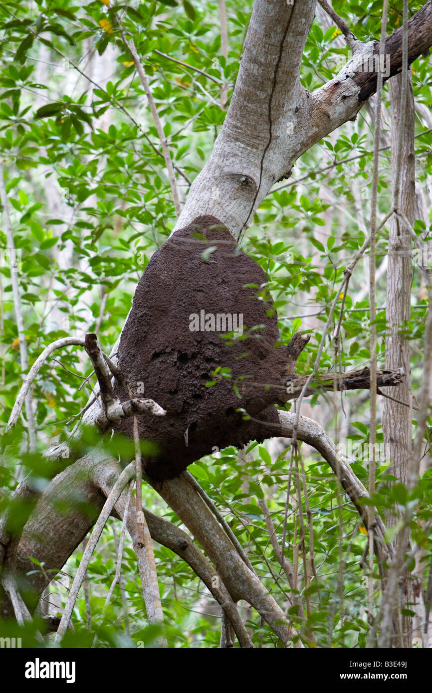 Un termite colony in una struttura ad albero in Celestun Messico Foto Stock