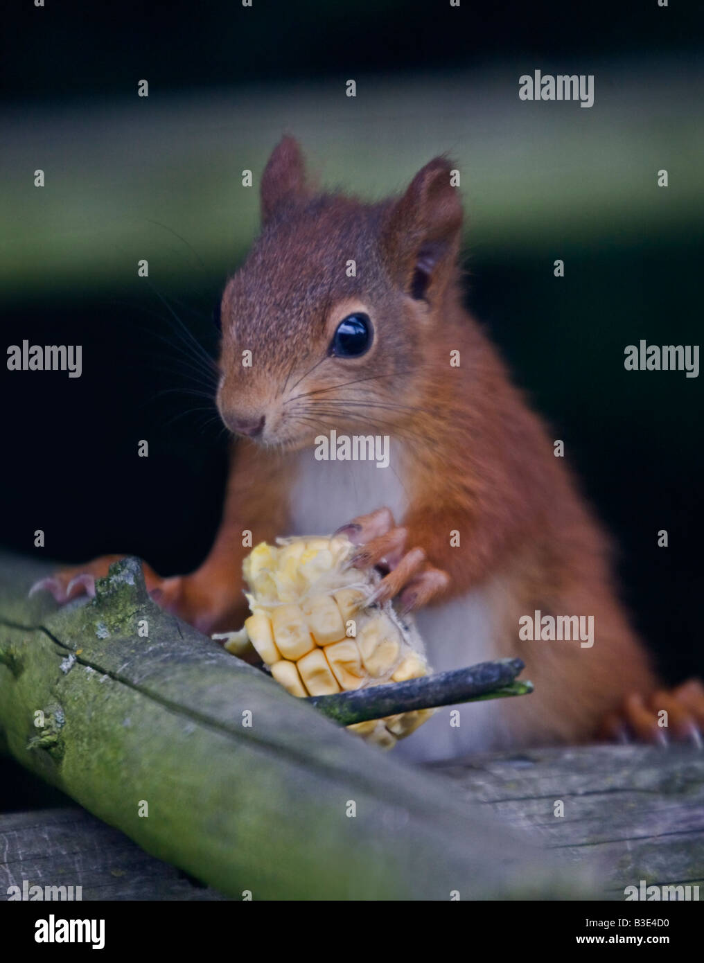 Baby Red scoiattolo (Sciurus vulgaris) con granturco dolce, REGNO UNITO Foto Stock