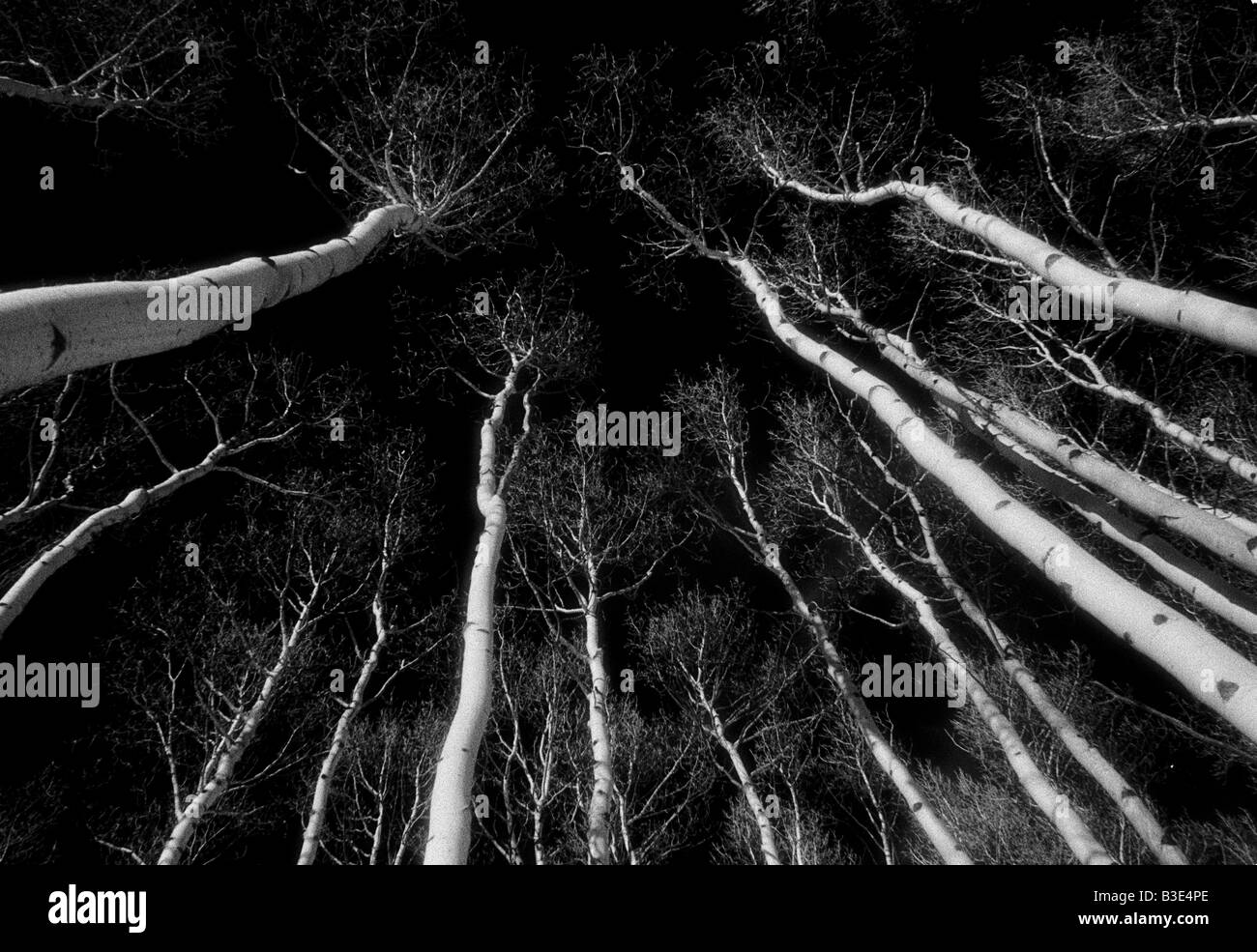 White aspen alberi in un buio cielo chiaro, bianco e nero Foto Stock