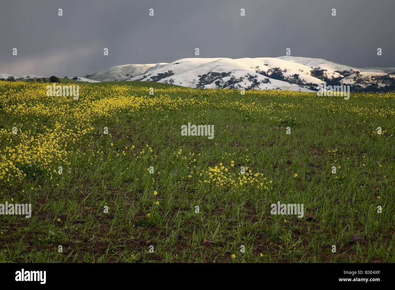 Una tempesta di neve di sinistra sulle colline alle spalle di un verde e campo giallo. Foto Stock
