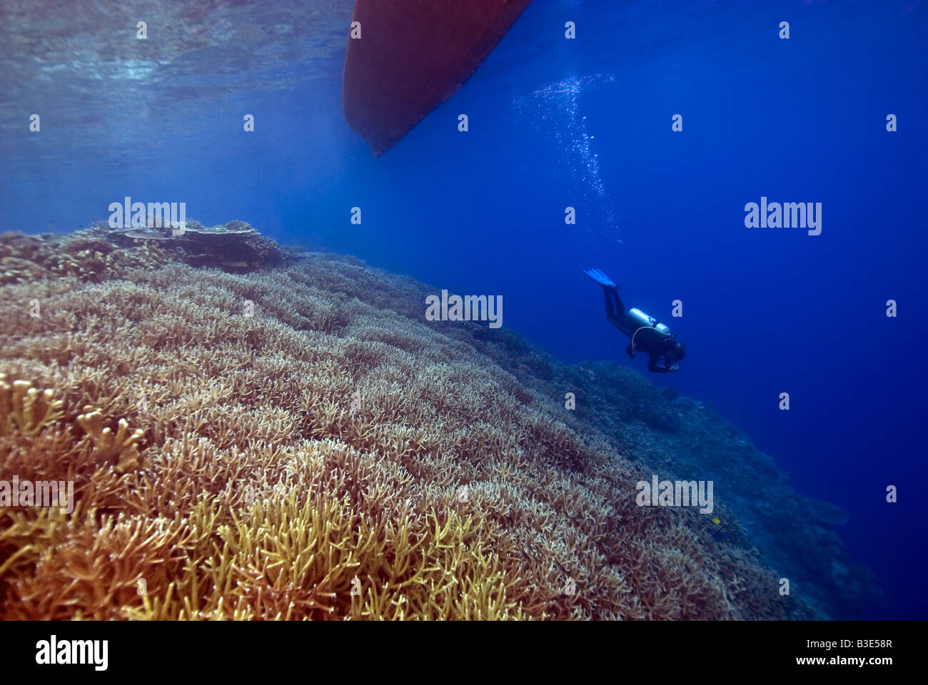Sommozzatore scendendo su una coralreef in azzurro acqua con una imbarcazione in superficie Foto Stock