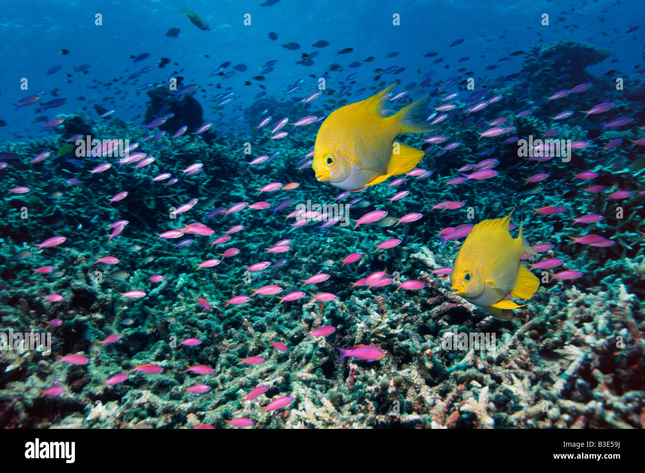 Golden damigelle sulla barriera corallina con Yellowstriped anthias Indonesia Foto Stock