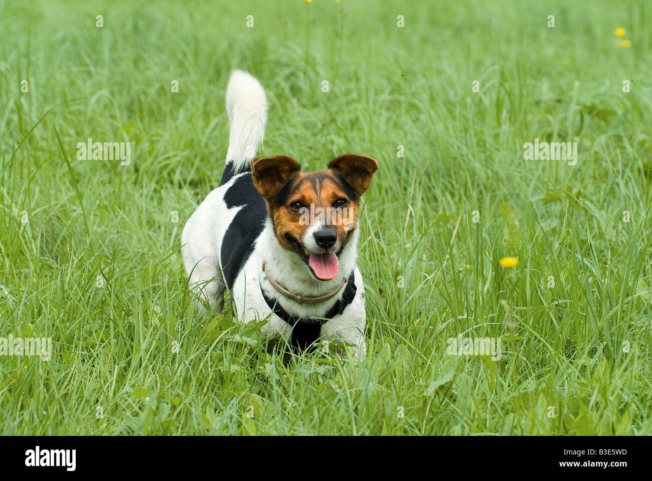 Jack Russell Terrier sul prato Foto Stock