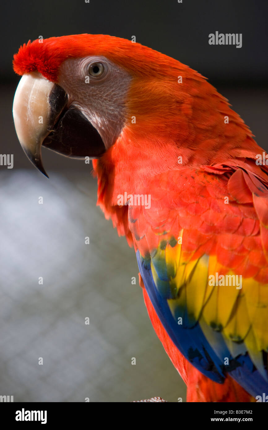 Un pappagallo allo zoo in Florida Foto Stock