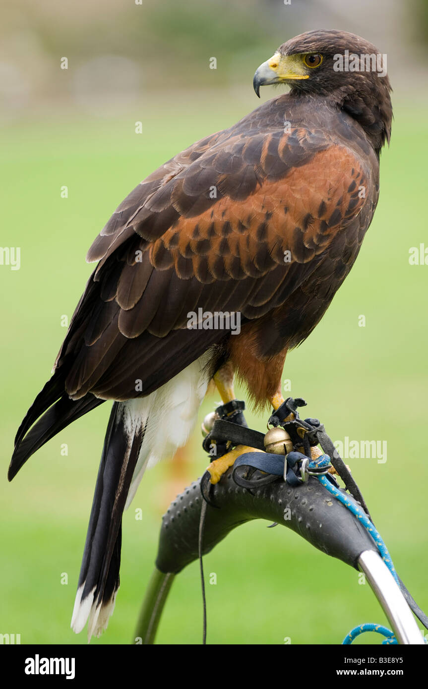 Harris o Harris's Hawk Parabuteo unicinctus Foto Stock