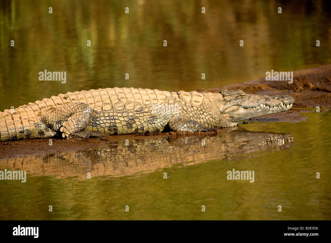 Coccodrillo del Nilo (Crocodylus niloticus) Sabie River Kruger National Park in Sud Africa. Foto Stock