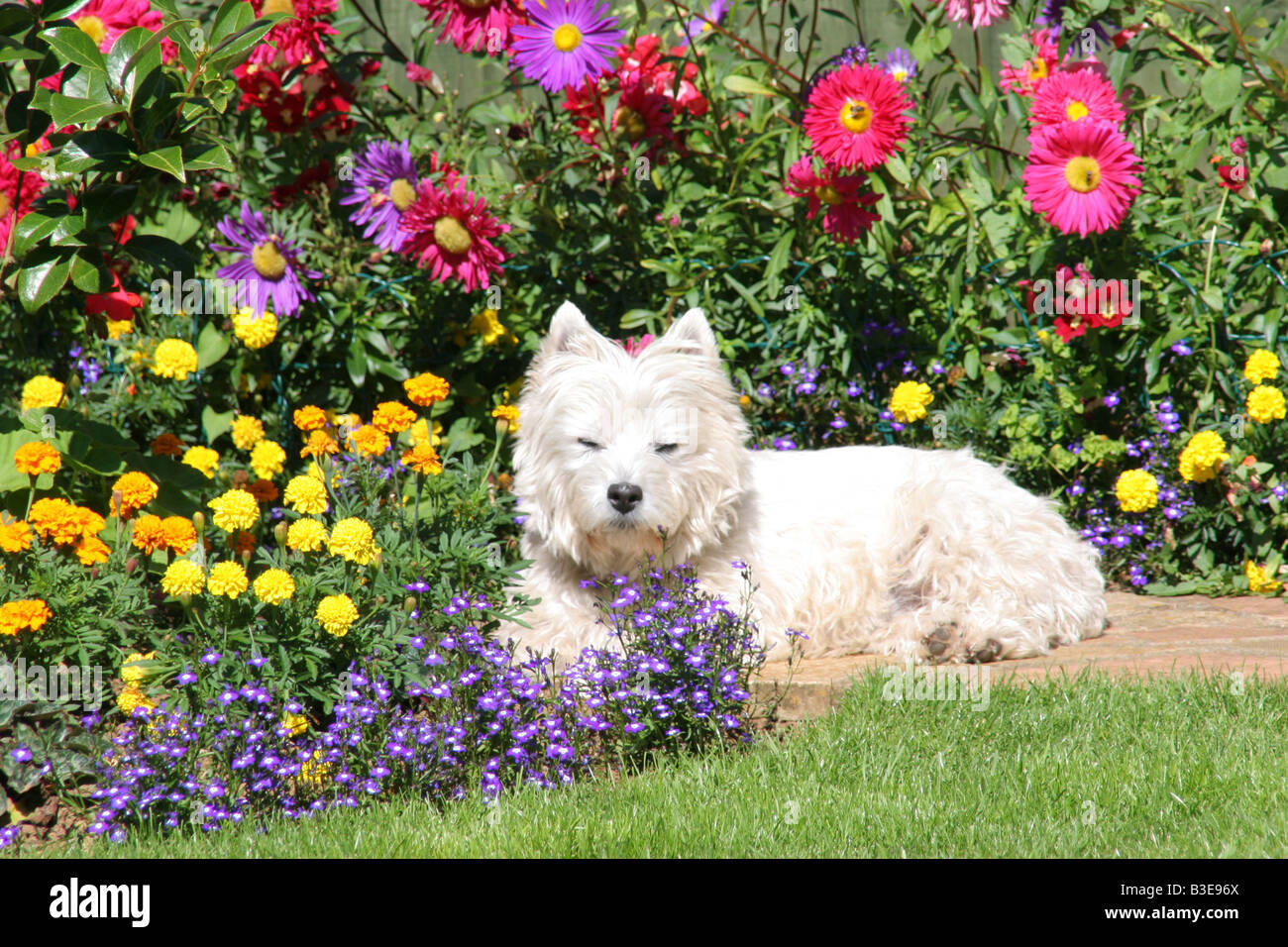 West Highland terrier nel letto di fiori Foto Stock