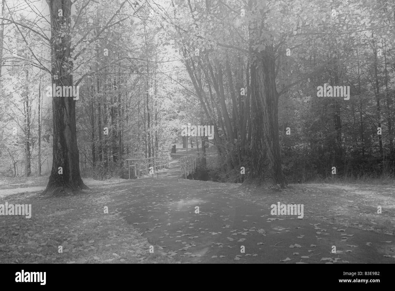 Sognante e moody immagine in bianco e nero degli alberi del parco Foto Stock