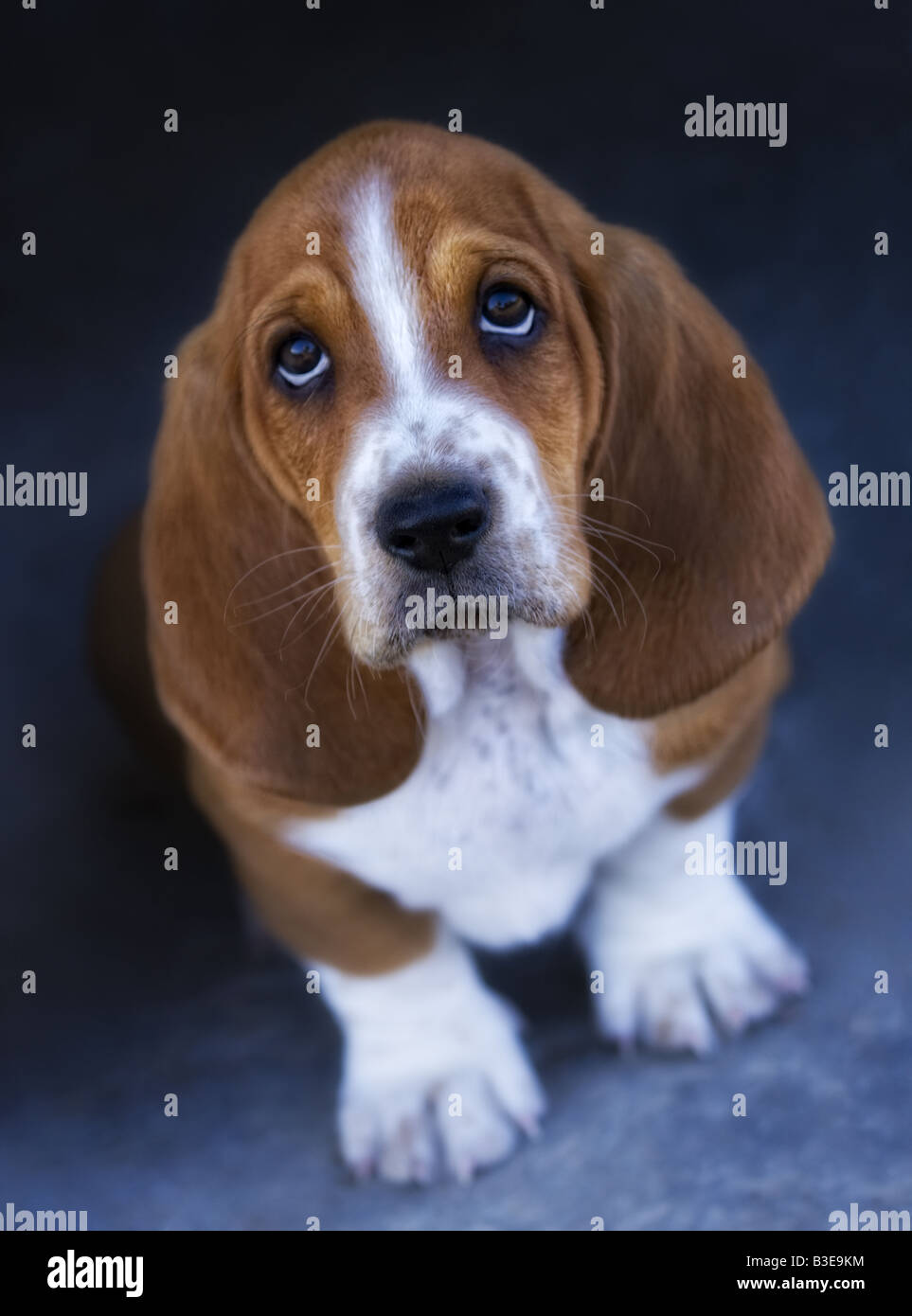 Triste Basset Hound cercando su sfondo grigio Foto Stock