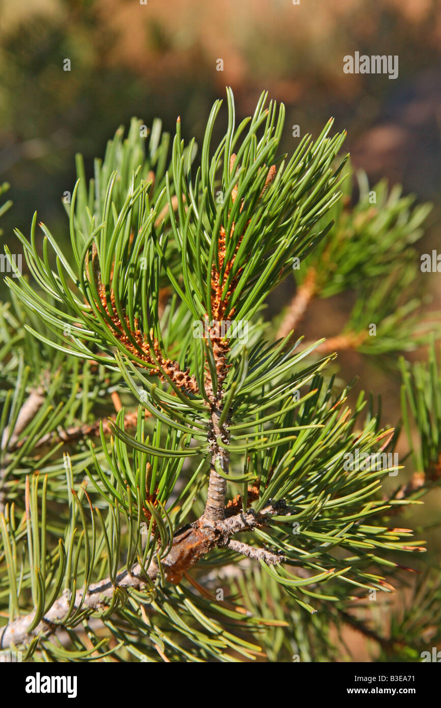 Mexican Pinyon Pinus cembroides Ft Davis Texas Stati Uniti 25 settembre Pinaceae Foto Stock
