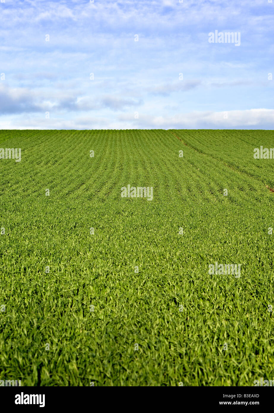 Grande immagine di verdi campi su una bella giornata Foto Stock