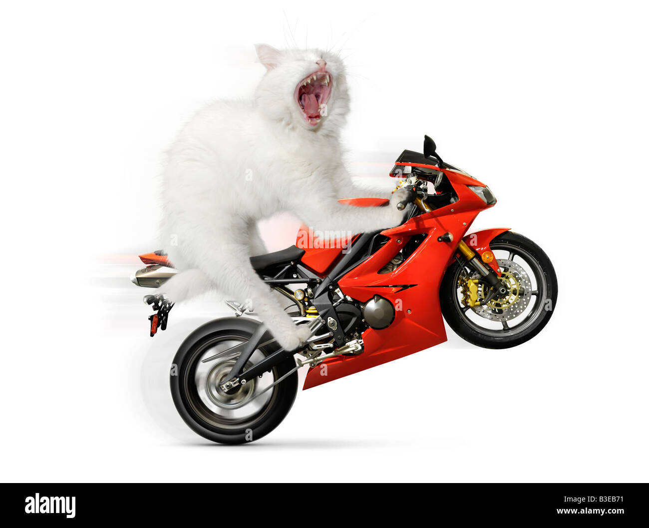Patente disponibile all'indirizzo MaximImages.com - Kitty che fa un Wheelie in bicicletta Foto Stock