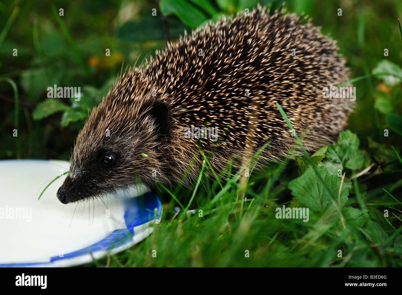 Un bambino europeo occidentale, Hedgehog (Erinacaeus europaeus) bere latte da un piattino. Foto Stock