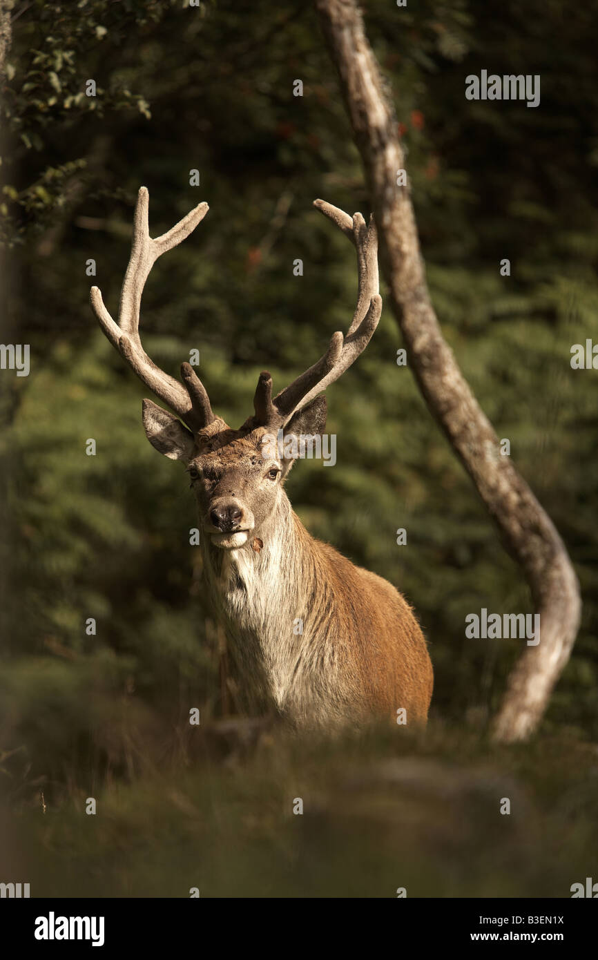 Red Deer cervo Cervus elaphus pascolano sulla isola di Jura Ebridi Interne in Scozia UK Foto Stock