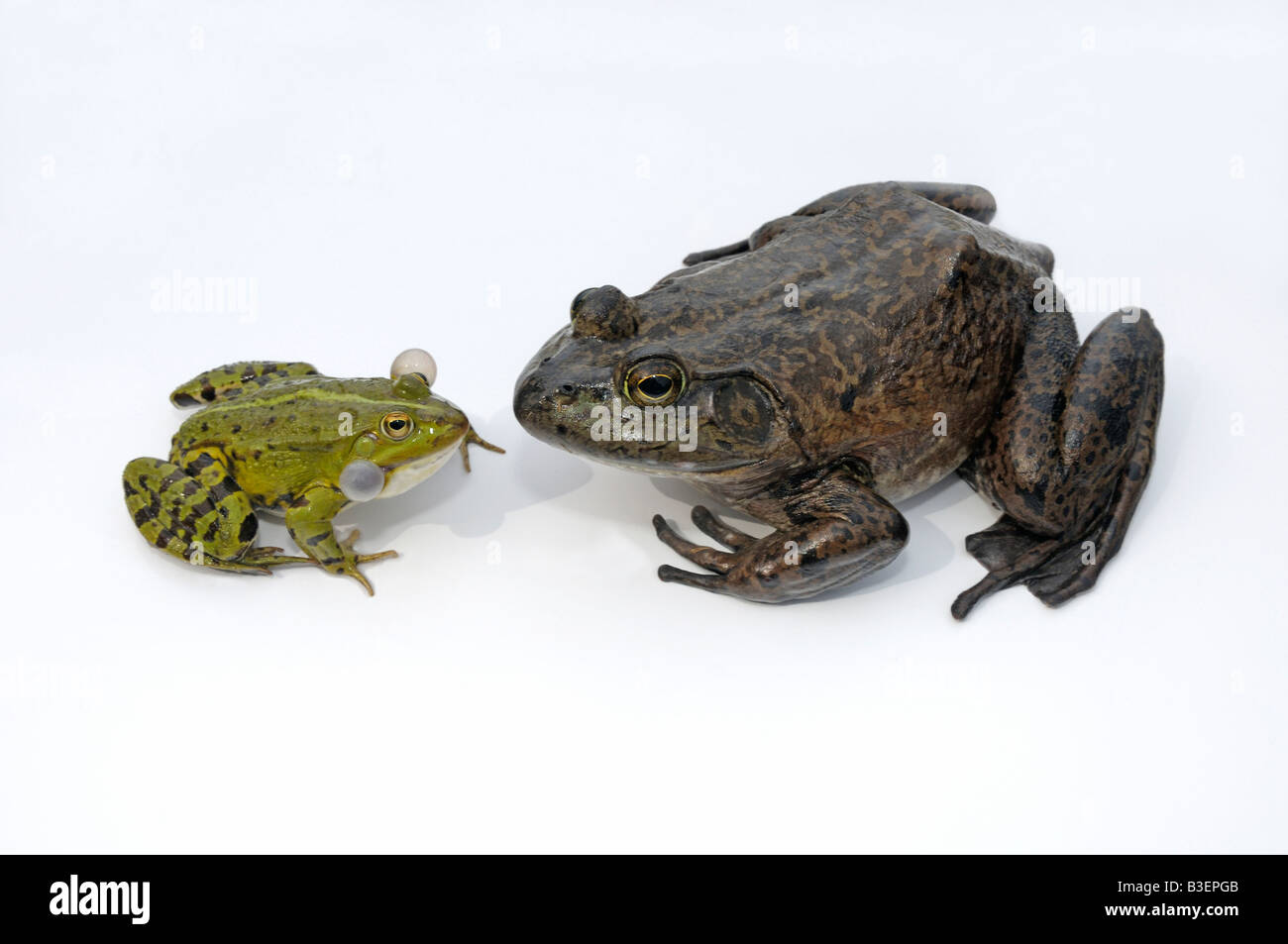 American Bullfrog (Rana catesbeiana), femmina adulta accanto a una fonazione Rana Verde (Rana esculenta) per confronto di dimensioni Foto Stock