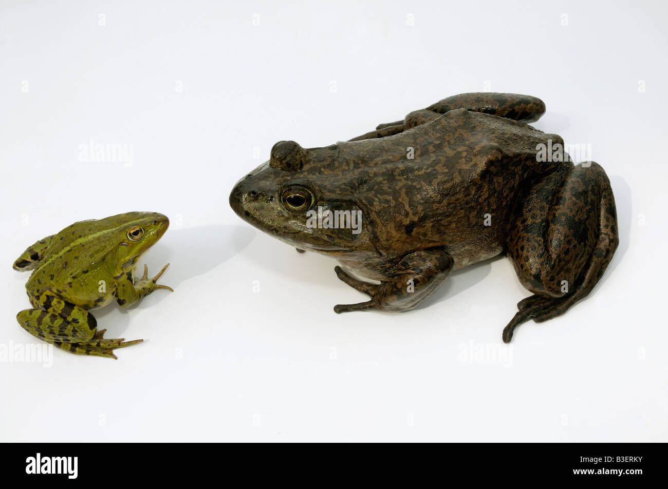 American Bullfrog (Rana catesbeiana), femmina adulta con la Rana Verde (Rana esculenta) che si estende a sembrano essere più grandi Foto Stock