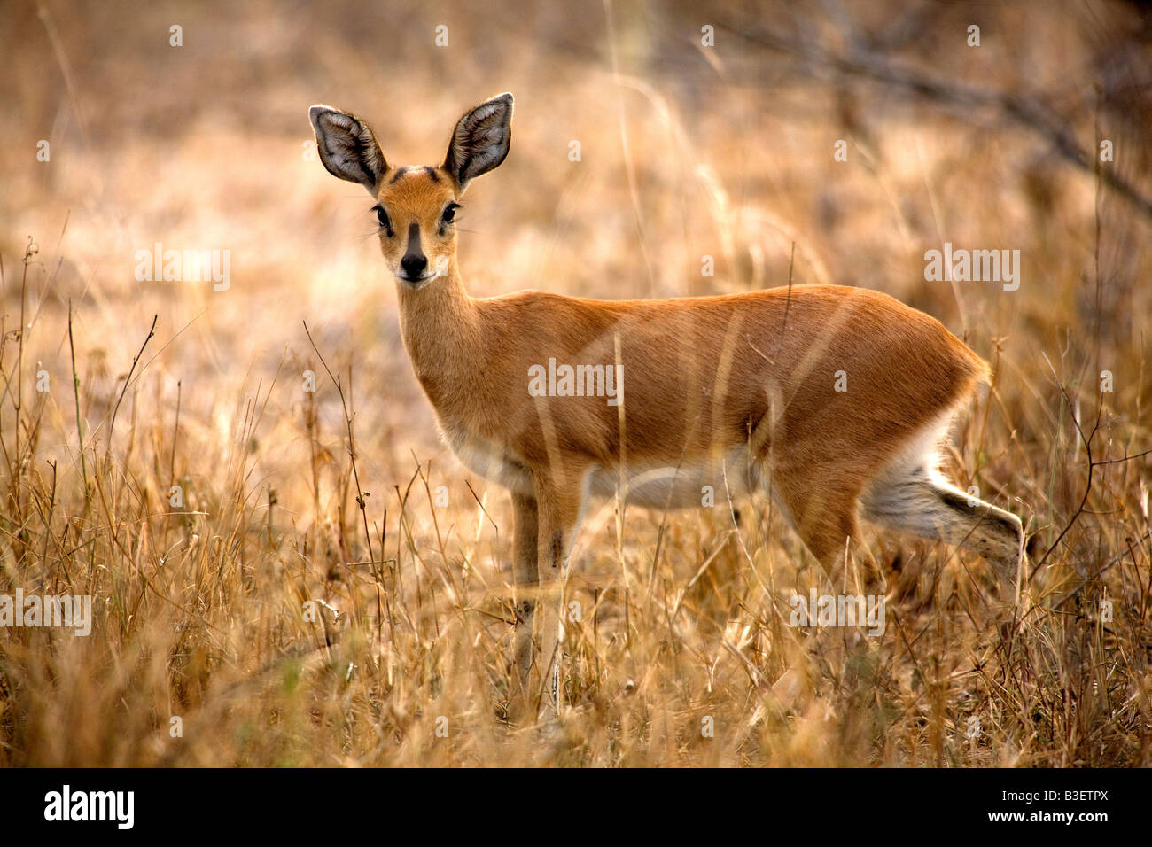 Femmina (steenbok Raphicerus campestris) nel Parco Nazionale Kruger Sud Africa Foto Stock