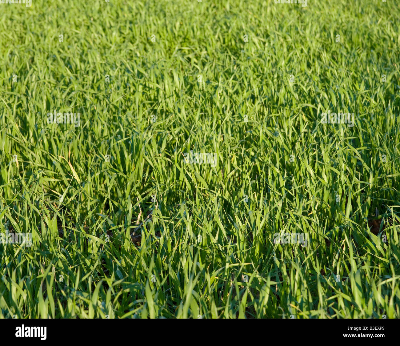 Grande immagine di sfondo di lussureggianti erba verde Foto Stock
