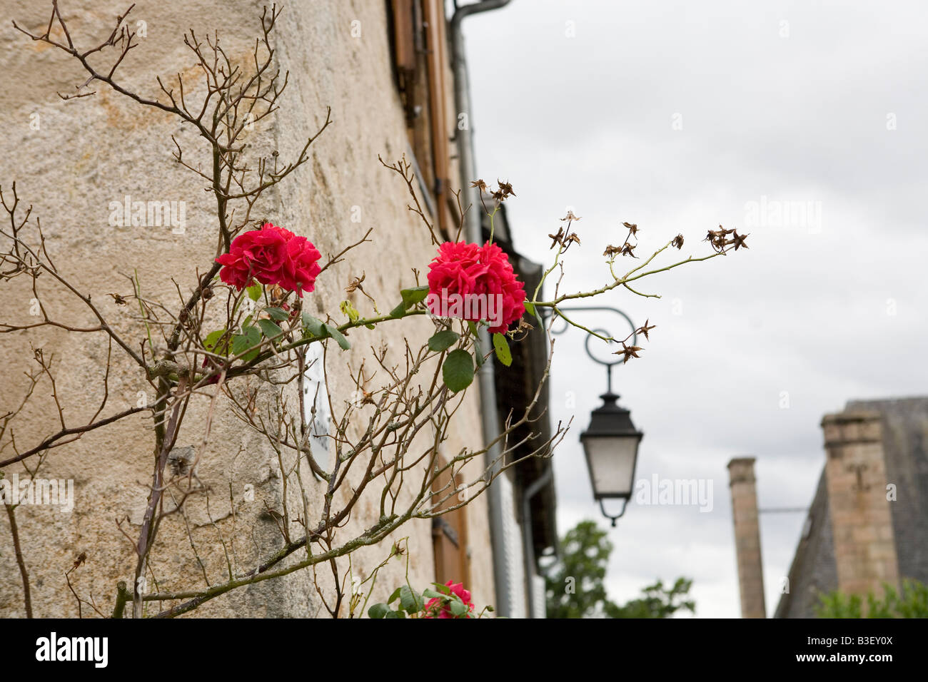 Red rose rampicanti aggrappato a un vecchio muro di pietra di un edificio in Meymac, Francia Foto Stock