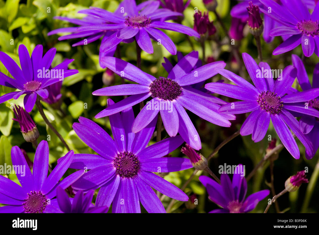 Violette blu, England, Regno Unito Foto Stock