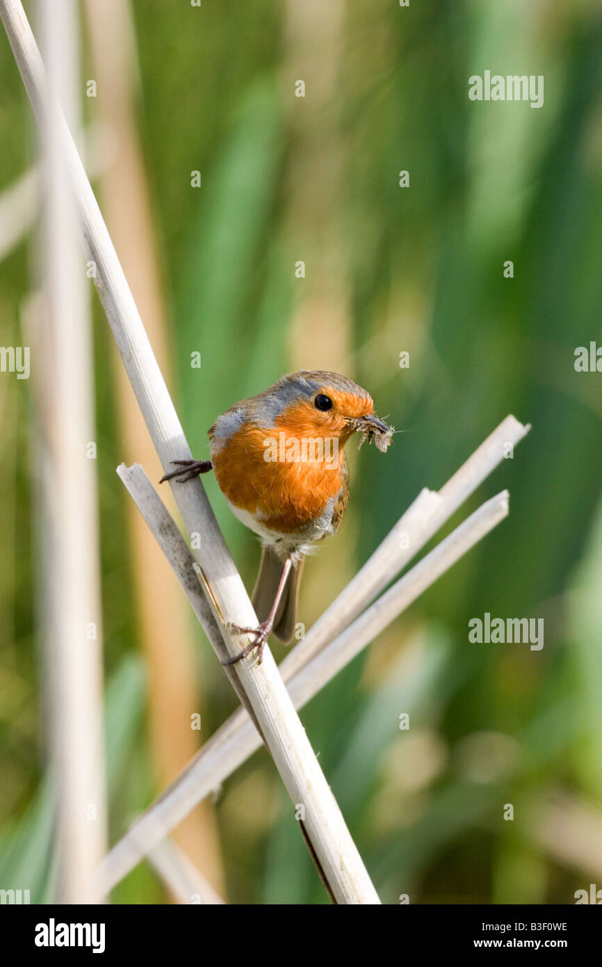 Robin su canne con insetto nel becco, England, Regno Unito Foto Stock
