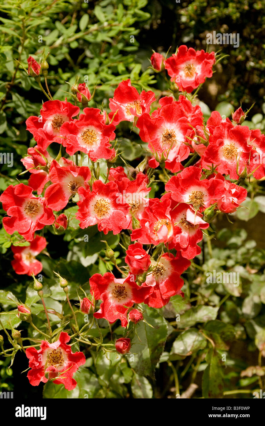 Red Rose bush, England, Regno Unito Foto Stock