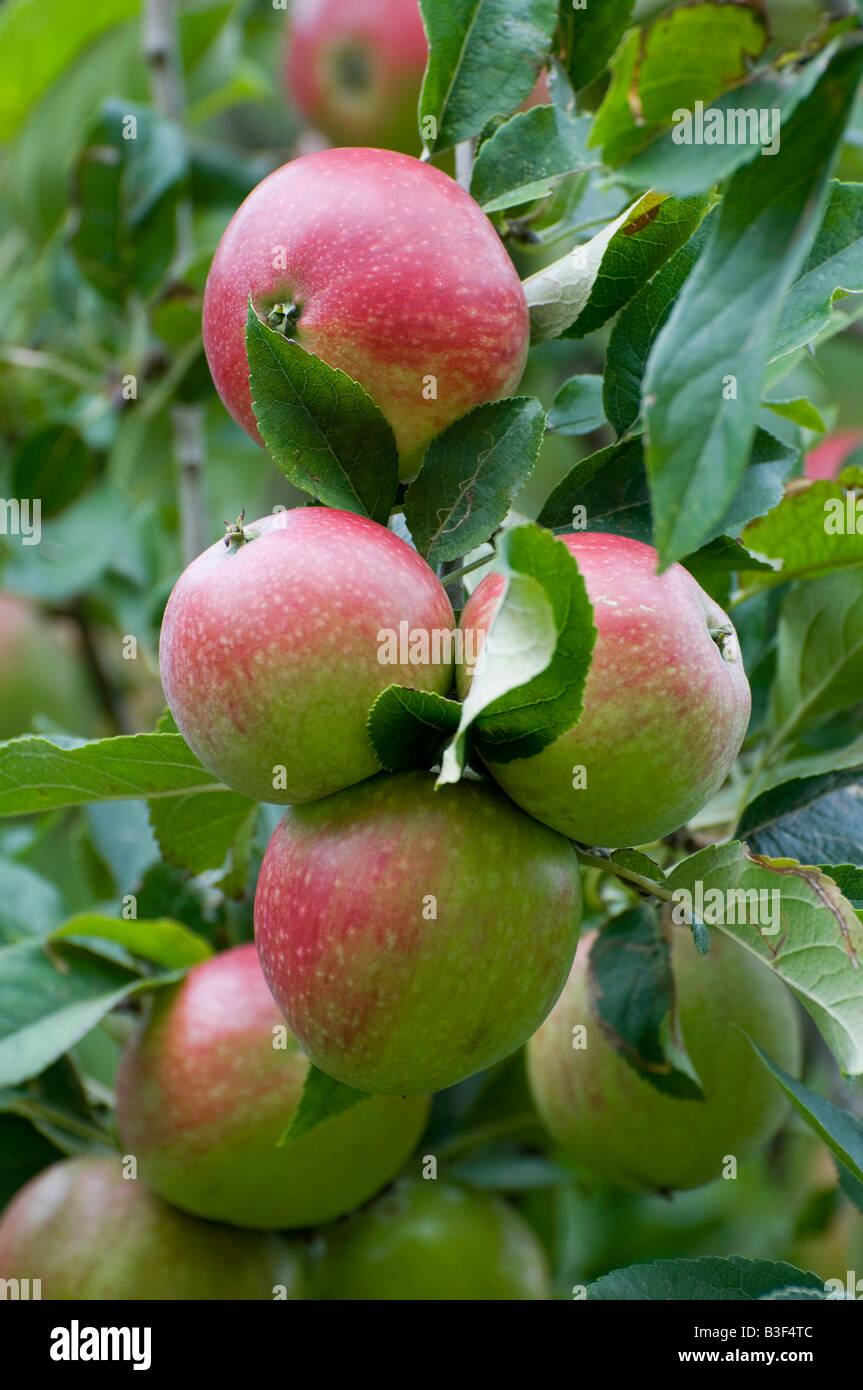 Inglese mele biologiche su albero, Norfolk, Inghilterra Foto Stock