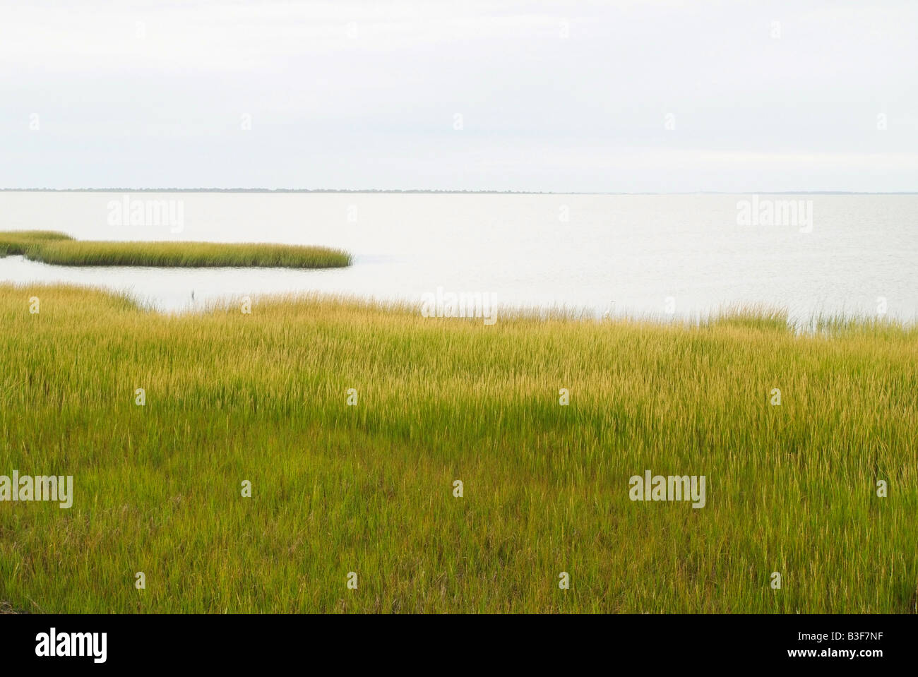 Stati Uniti Virginia Assateague Island salt marsh Tom s Cove Foto Stock