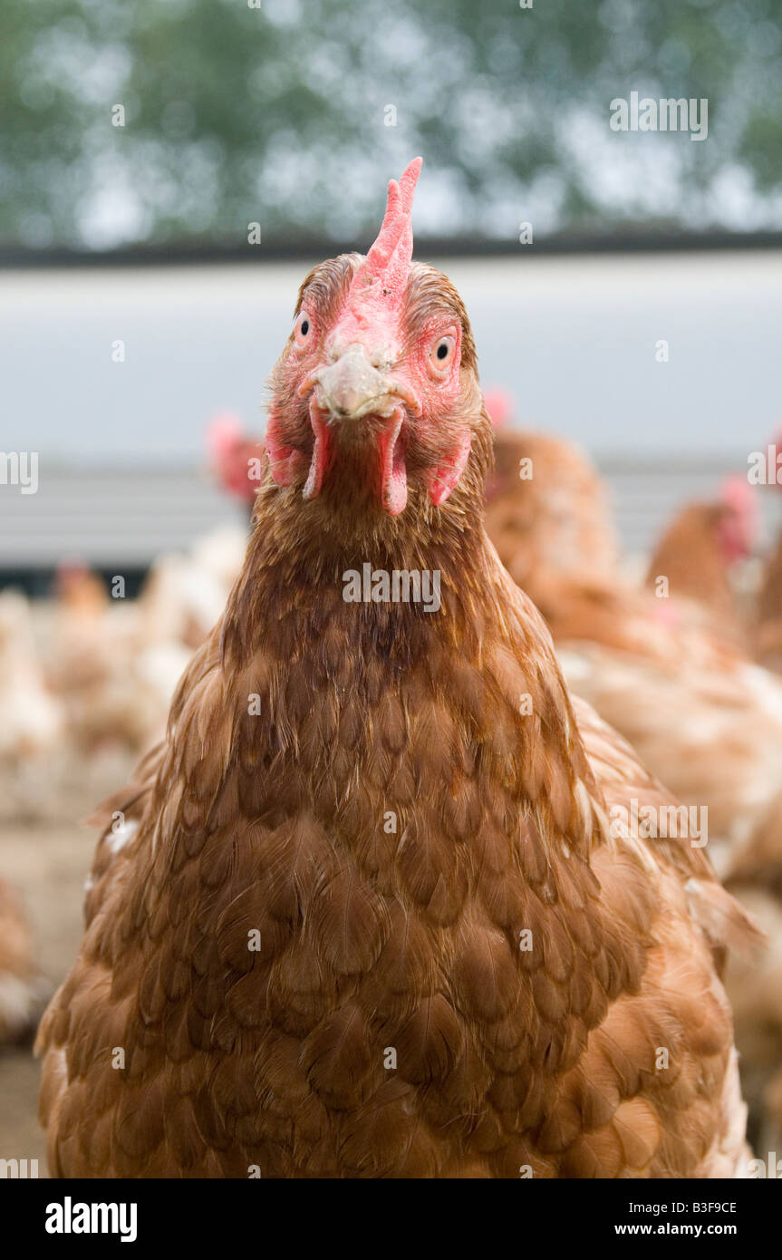 Freerange polli di gallina ovaiola galline libere di pollame uova gamma agricoltura agricoltore farm uccelli Uccelli cibo capannone peck becchettare scr Foto Stock