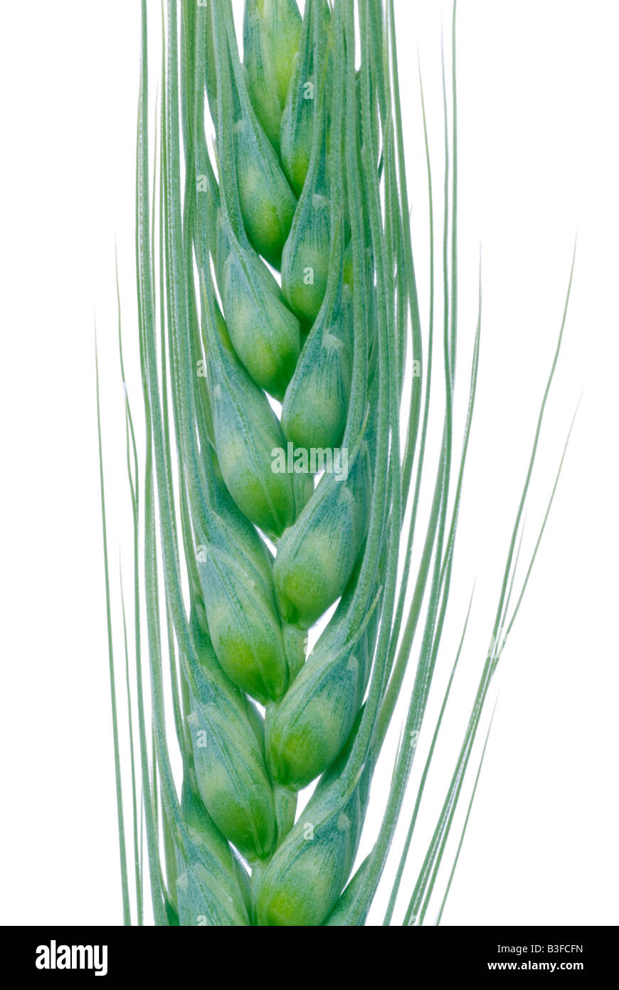 Spiga di grano Foto Stock