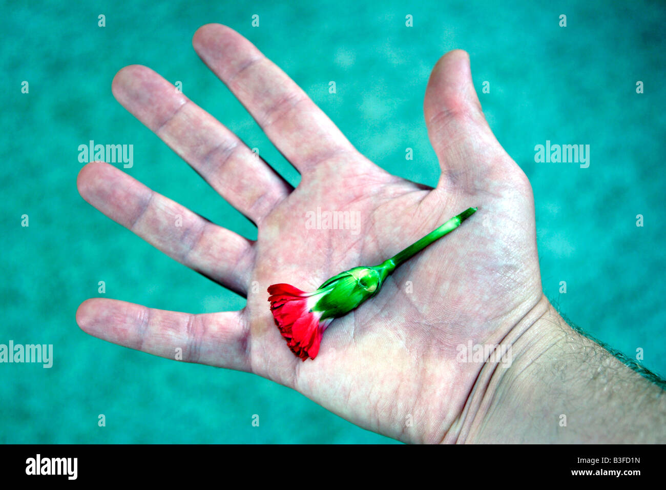 Red Carnation fiore nel palmo teso Foto Stock
