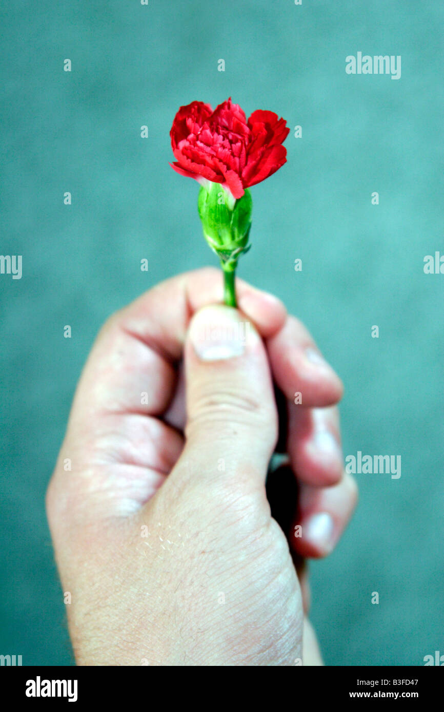 Mano azienda Red Carnation flower Foto Stock