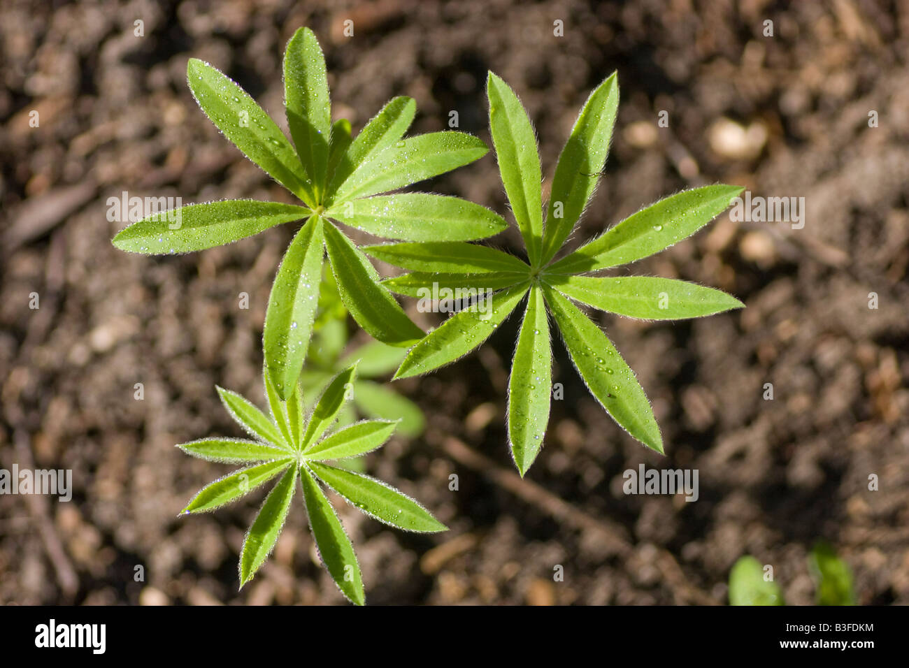 La piantina di un impianto di Lupin di lupini dolci è in grado di riparare azoto dall'atmosfera in ammoniaca fertilizzazione del suolo per altre piante Foto Stock