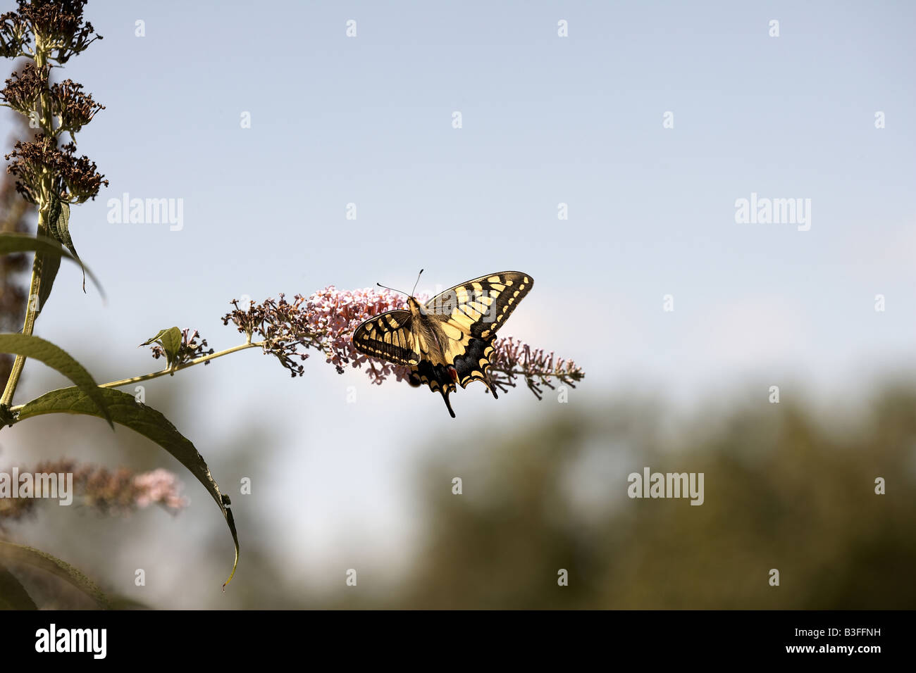 Coda forcuta butterfly Papilio machaon alimentare su nectar sul fiore lilla Verfeil Midi Pirenei Francia Foto Stock