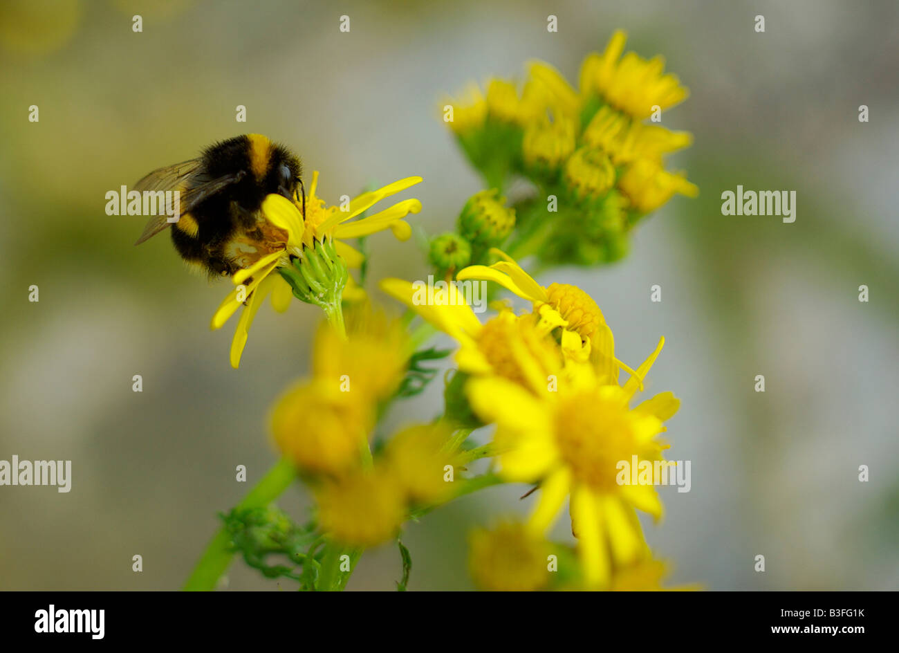 Un bumblebee che raccoglie polline da ragwort Foto Stock